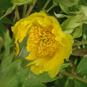 Yellow Tree Peony flowers