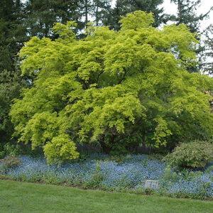 Aureum Japanese Maple