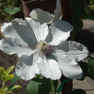 Fair Rosamund Clematis flowers
