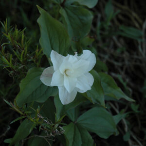 Flore Pleno Trillium flowers