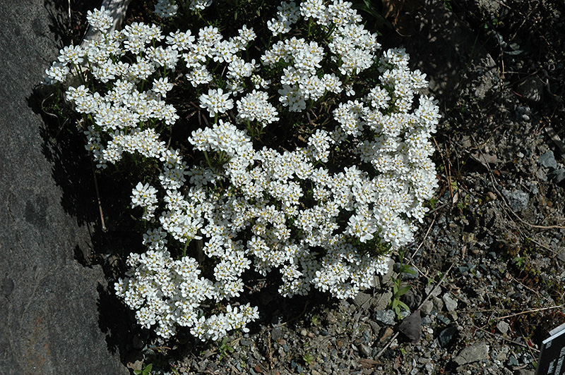 Snowflake Candytuft in bloom