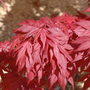 Oregon Sunset Japanese Maple foliage