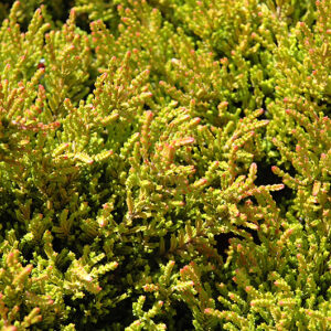 Winter Chocolate Heather foliage