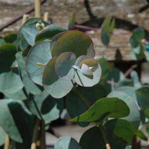 Silver Dollar Gum foliage