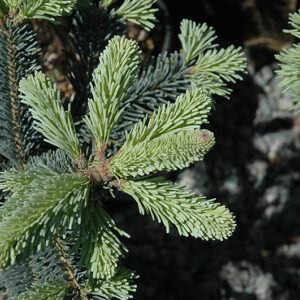 Compact Blue Rocky Mountain Fir foliage