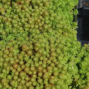 Mossy Stonecrop foliage
