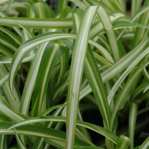 Spider Plant foliage