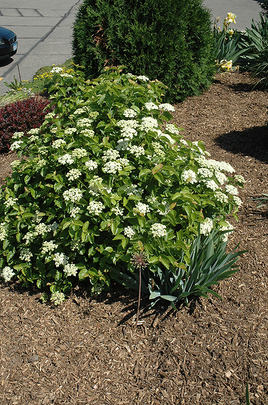 Blue Muffin® Viburnum in bloom