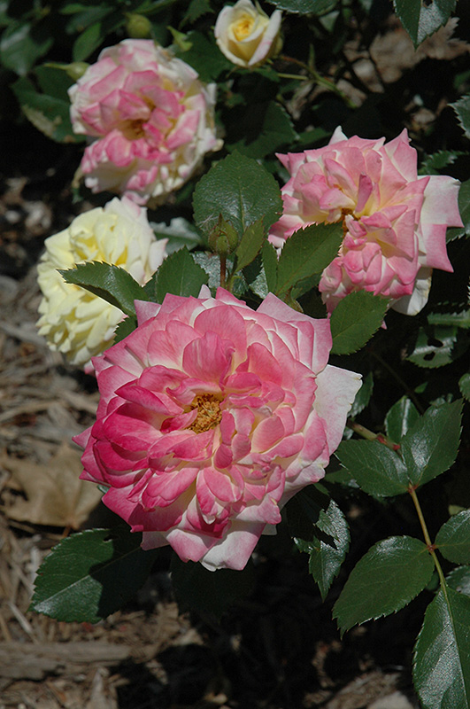 Music Box Rose flowers