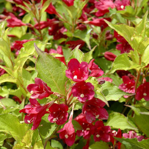 Ghost® Weigela flowers
