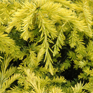 Sunburst Yew foliage