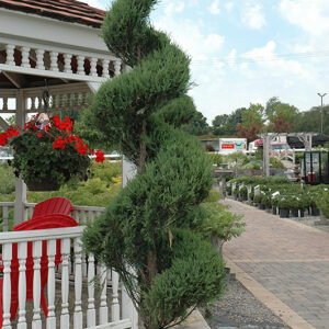 Skyrocket Juniper (spiral)