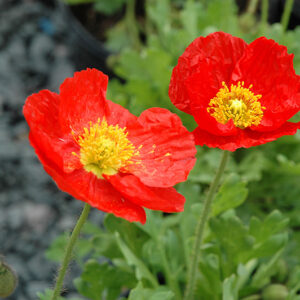 Spring Fever&reg; Red Poppy flowers
