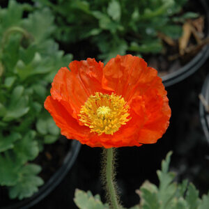 Spring Fever&reg; Orange Poppy flowers