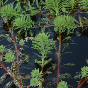 Parrot Feather foliage
