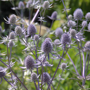 Jade Frost Variegated Sea Holly flowers