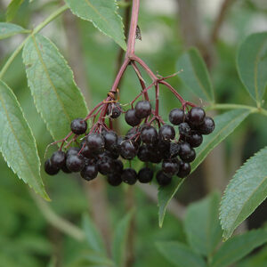 Adams American Elder fruit