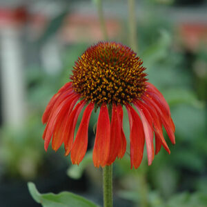 Firebird Coneflower flowers