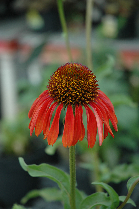 Firebird Coneflower flowers