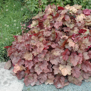 Georgia Peach Coral Bells