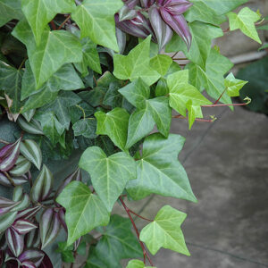 Algerian Ivy foliage