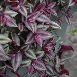 Wandering Jew foliage