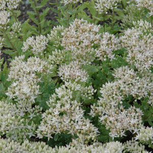 Thundercloud Stonecrop flowers
