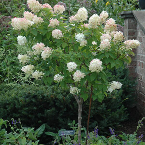 Limelight Hydrangea (tree form) in bloom