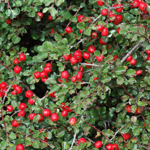 Cranberry Cotoneaster fruit