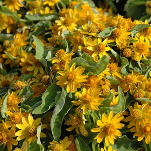 Melampodium flowers