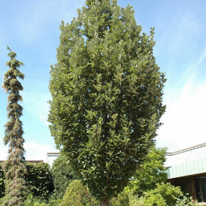 Crimson Spire™ Oak