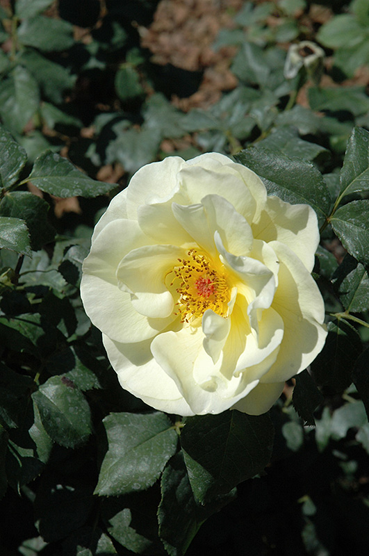 High Voltage Rose flowers