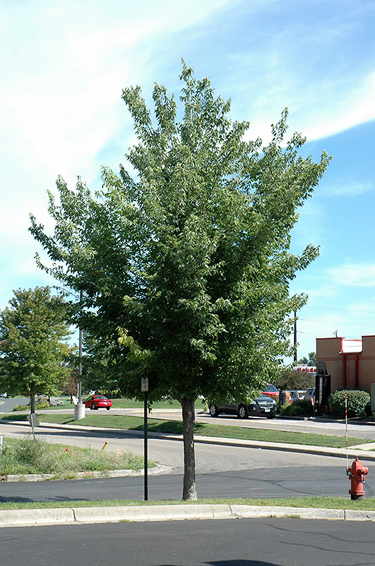Common Hackberry