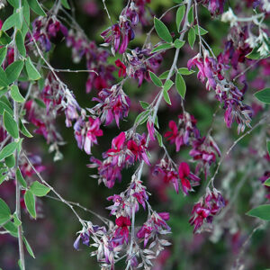 Gibraltar Bush Clover flowers