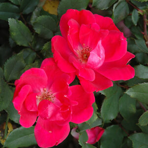 Red Knock Out® Rose flowers