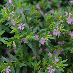 False Heather flowers