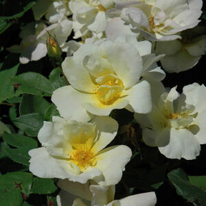 Sunny Knock Out&reg; Rose flowers