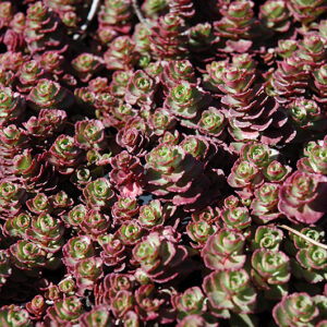 Red Carpet Stonecrop foliage