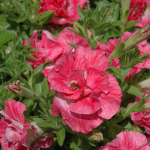 Novela Martha Washington Petunia flowers