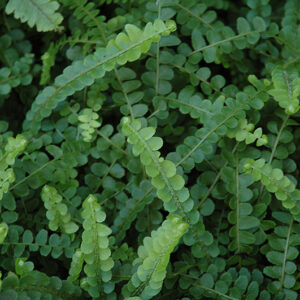 Lemon Buttons Fern foliage