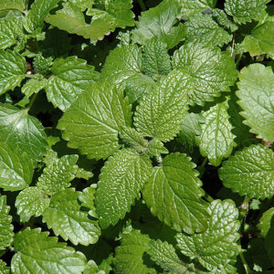 Lemon Balm foliage