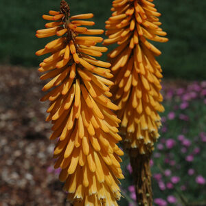 Echo Mango Torchlily flowers