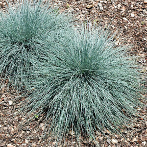 Beyond Blue&trade; Blue Fescue