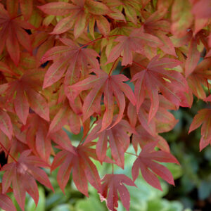 Adrians Compact Japanese Maple foliage