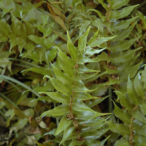 Beech Fern foliage