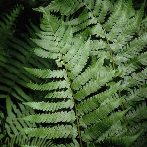 Dixie Wood Fern foliage