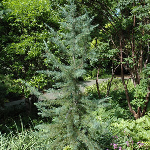 Electra Blue Deodar Cedar