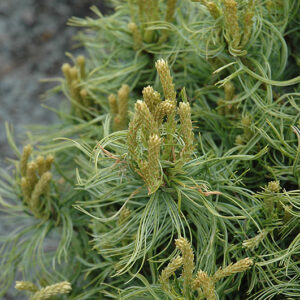 Mini Twists White Pine foliage