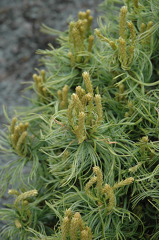 Mini Twists White Pine foliage