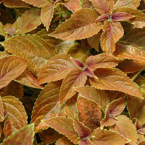 Rustic Orange Coleus foliage